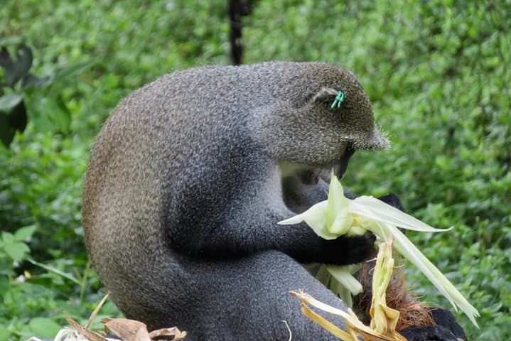 Full-Day Lilongwe City Tour: Markets, Memorials & Wildlife Centre photo 6