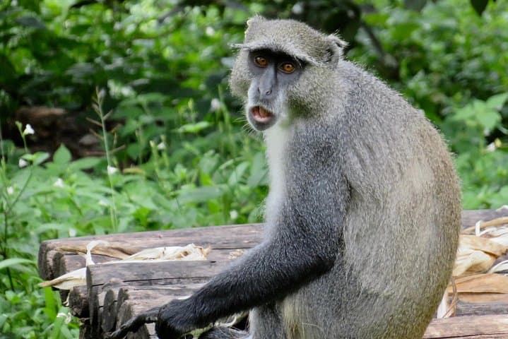 Full-Day Lilongwe City Tour: Markets, Memorials & Wildlife Centre photo 4