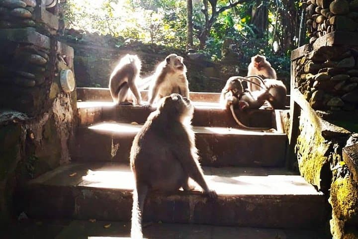 Ubud Private Customized Tour: Art, Rice Terraces & Temple Rituals in One Day photo 4