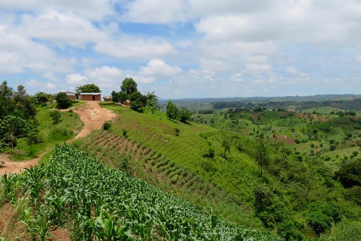 Mzuzu Coffee Farm Tour: Hands-On Arabica Experience from Lilongwe photo 3