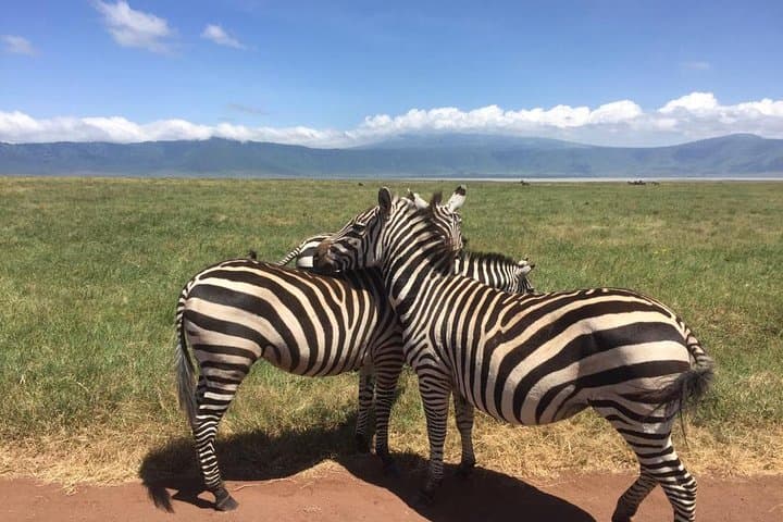 Full-Day Ngorongoro Crater Safari from Arusha or Moshi