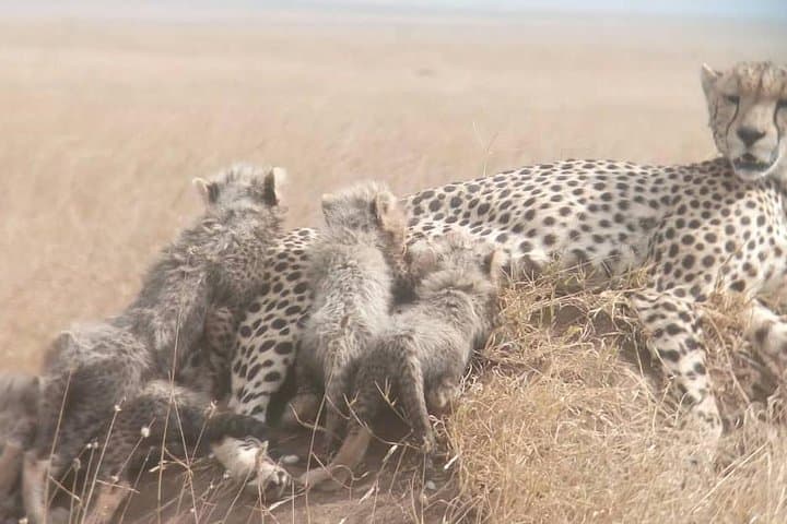 Full-Day Ngorongoro Crater Safari from Arusha or Moshi photo 2