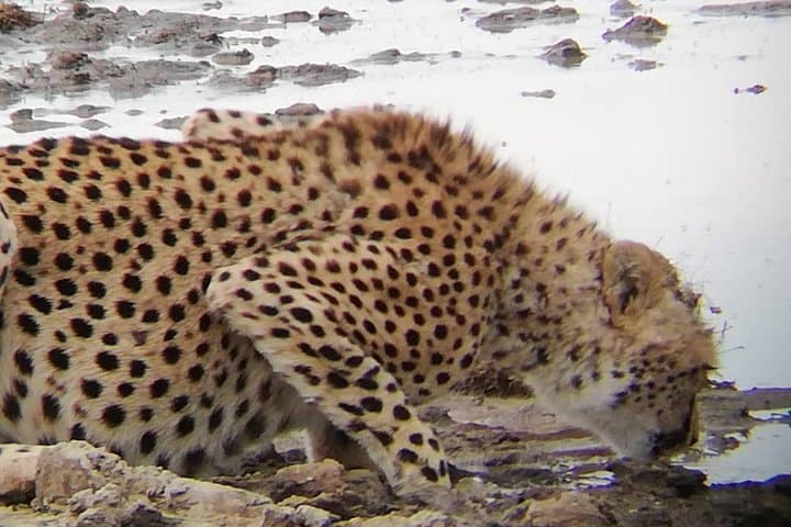 Full-Day Ngorongoro Crater Safari from Arusha or Moshi photo 3
