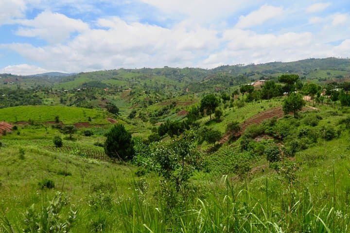 Mzuzu Coffee Farm Tour: Hands-On Arabica Experience from Lilongwe