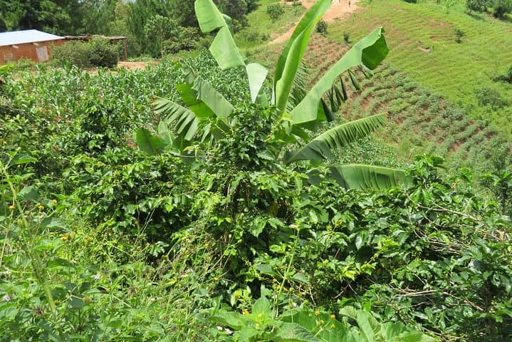 Mzuzu Coffee Farm Tour: Hands-On Arabica Experience from Lilongwe photo 2