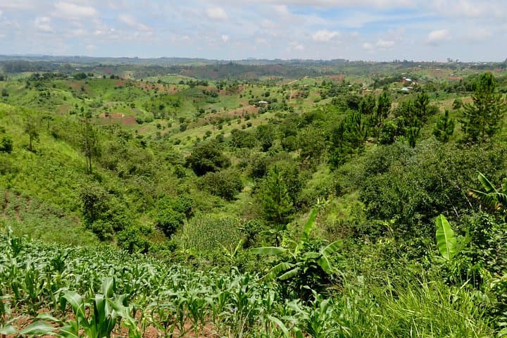 Mzuzu Coffee Farm Tour: Hands-On Arabica Experience from Lilongwe photo 4