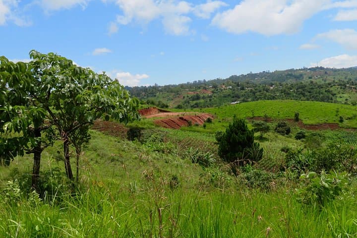 Mzuzu Coffee Farm Tour: Hands-On Arabica Experience from Lilongwe photo 5