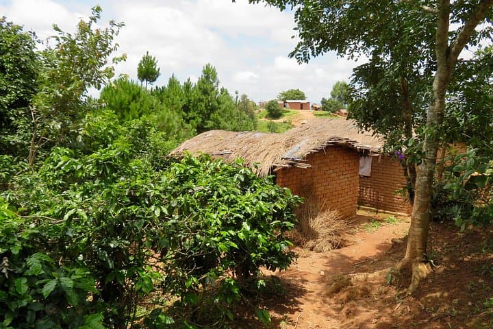 Mzuzu Coffee Farm Tour: Hands-On Arabica Experience from Lilongwe photo 6