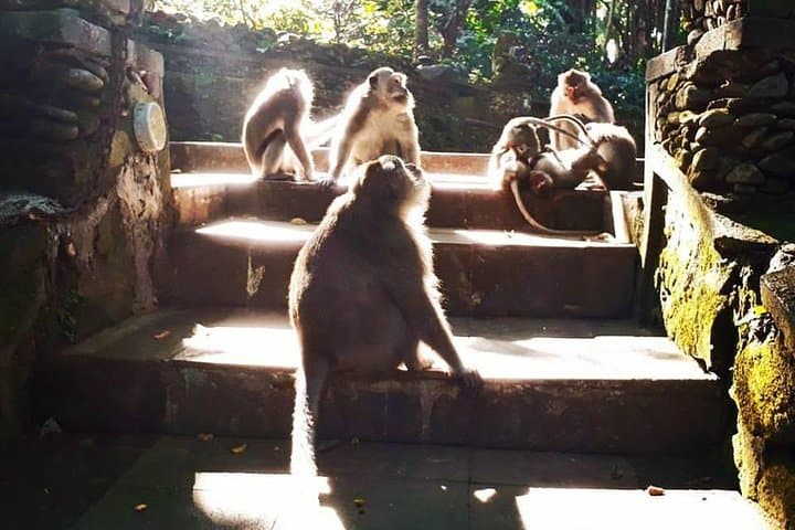 Best of Ubud: Waterfall, Temple, Monkey Forest & Rice Terrace Day Tour photo 3
