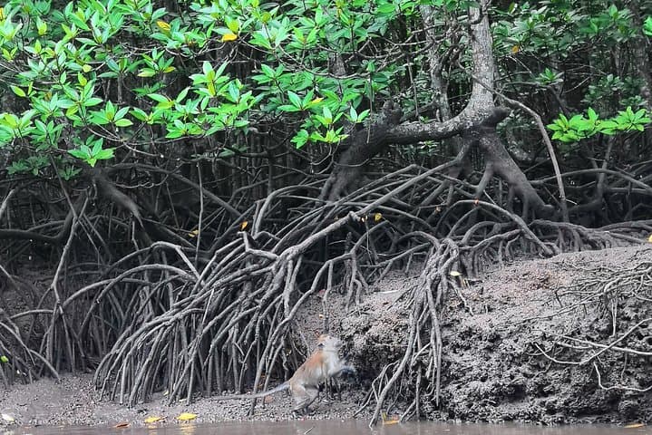 Langkawi Half-Day Mangrove Tour — Kilim River Boat Trip & Eagle Watching photo 3