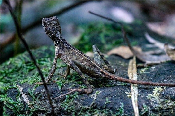 Sinharaja Rainforest Trek: Private Day Trip from Galle, Mirissa & Weligama photo 2