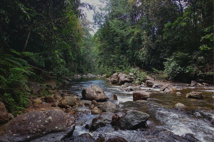 Sinharaja Rainforest Trek: Private Day Trip from Galle, Mirissa & Weligama photo 3