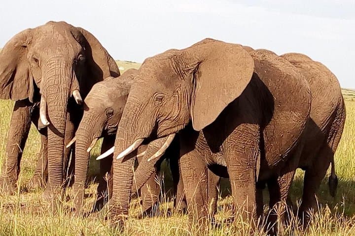 Ngorongoro Crater Full-Day Safari from Arusha — Wildlife, Geology & Practical Guide