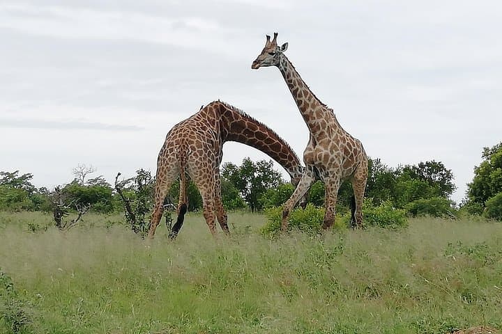 Full-Day Pilanesberg Safari from Johannesburg & Pretoria: Big Five Game Drive photo 5