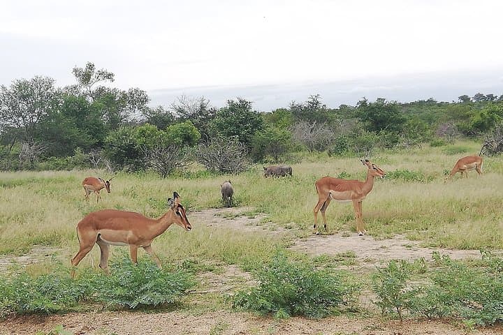 Ann van Dyk Cheetah Centre Private Safari: Close Encounters in De Wildt photo 4
