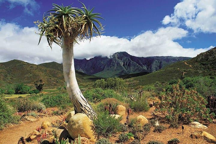 Garden Route Big 5, Cango Caves & Bloukrans Bungee: 3-Day Adventure from Cape Town photo 4