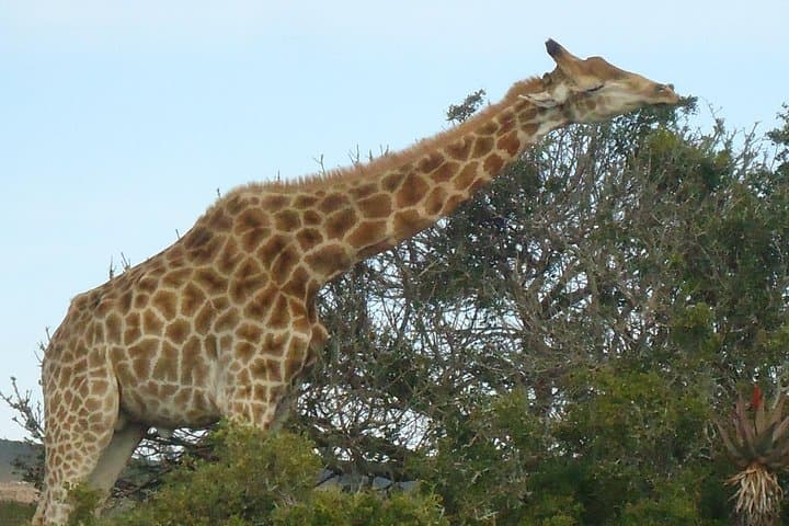Garden Route Big 5, Cango Caves & Bloukrans Bungee: 3-Day Adventure from Cape Town photo 6