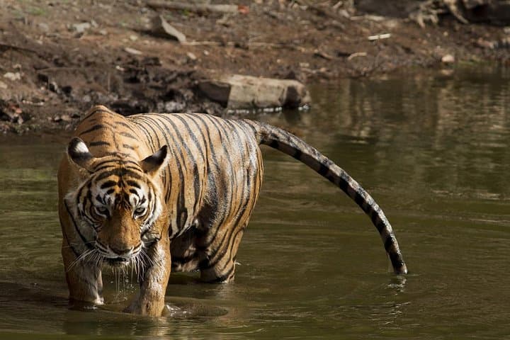 Golden Triangle & Ranthambore: 8-Day Private Tour from Delhi to Jaipur photo 3