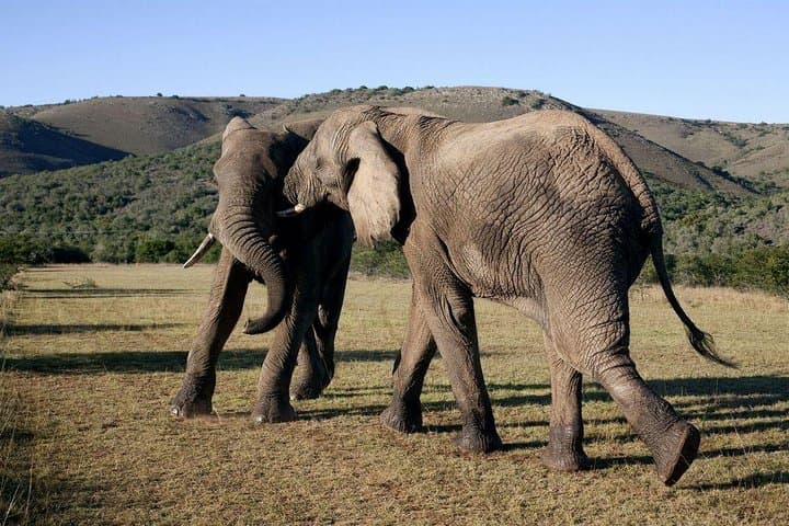 Cape to Addo Safari: 5-Day Garden Route Adventure from Cape Town to Addo Elephant National Park photo 3