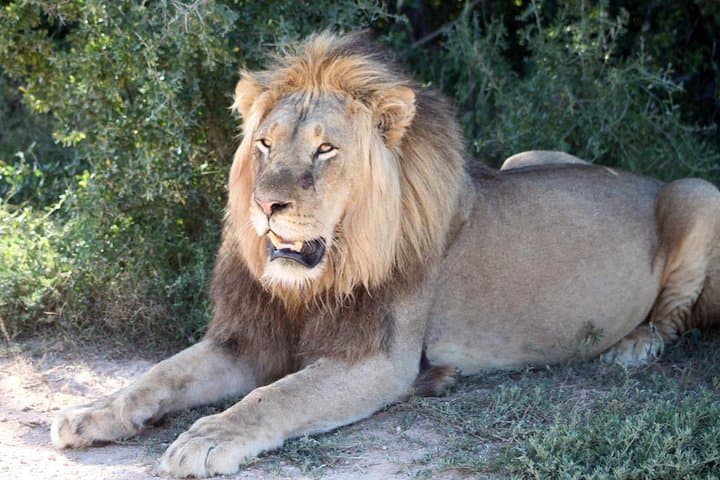 Cape to Addo Safari: 5-Day Garden Route Adventure from Cape Town to Addo Elephant National Park photo 5