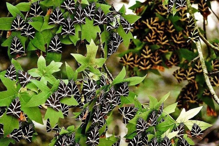 Explore Rhodes: Valley of the Butterflies and Halki Day Tour photo 5