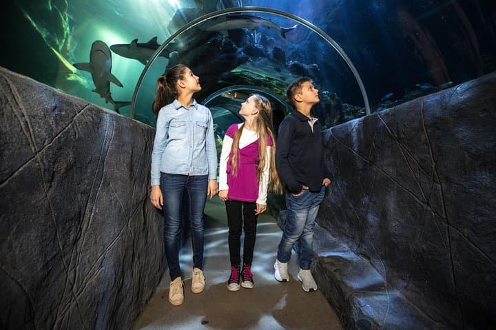 SEA LIFE Munich: Ocean Tunnel, 20+ Sharks & Family-Friendly Aquarium in Olympic Park photo 4
