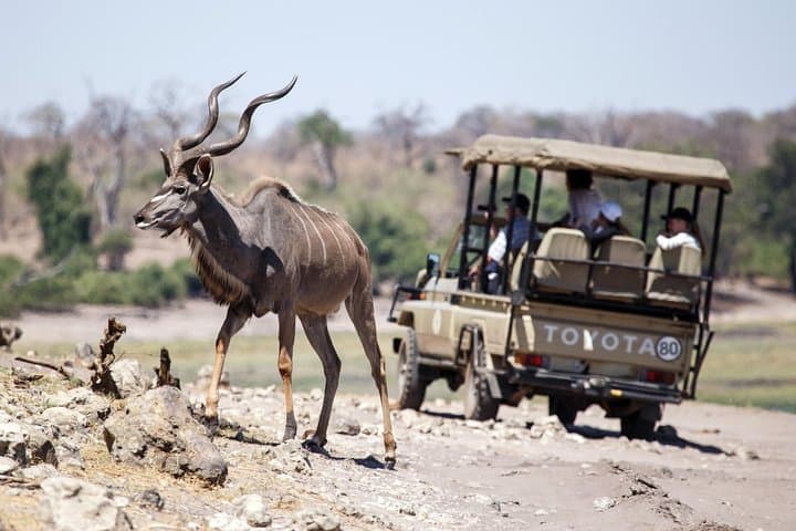 6-Day Hwange, Chobe & Victoria Falls Safari: Big Cats, Chobe Rivers & Zambezi Sunsets