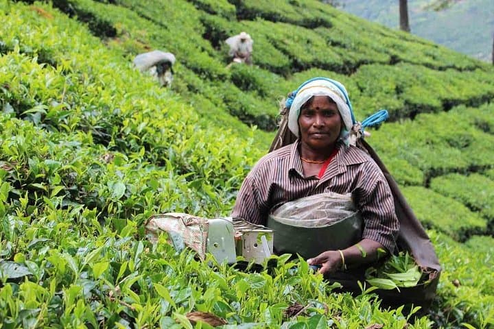 5-Day Private Kerala Tour: Munnar Tea Country, Periyar Wildlife & Alleppey Backwaters photo 1