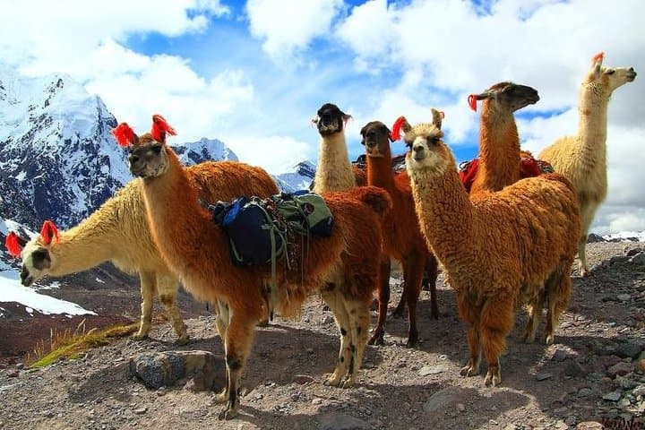 Full-Day Rainbow Mountain & Red Valley Trek from Cusco — Vinicunca & Valle Rojo Guide photo 2