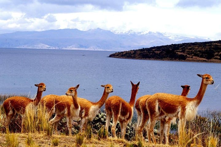 Cusco to Puno via Vinicunca: Rainbow Mountain & La Raya Pass Day Tour photo 3