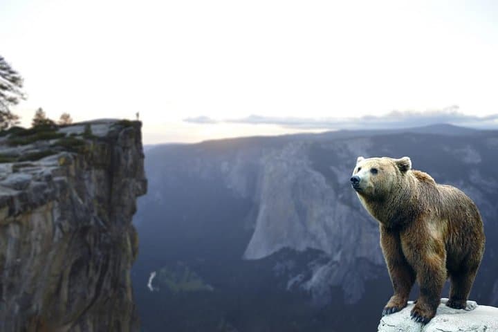 Bear Sanctuary, Bran Castle & Brasov Day Trip from Bucharest — Private Tour photo 3