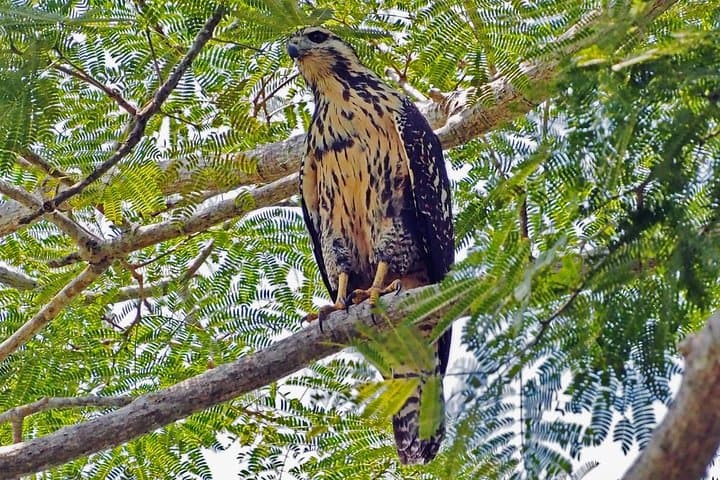 Bird Watching in La Mancha: Veracruz’s Migratory Raptor Corridor photo 4