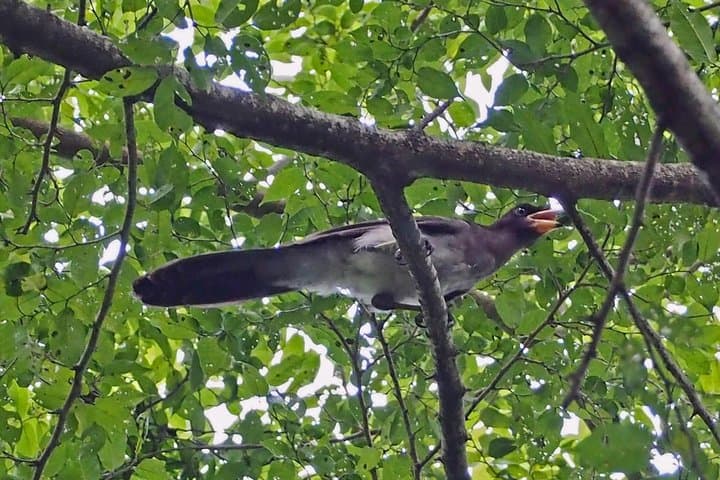 Bird Watching in La Mancha: Veracruz’s Migratory Raptor Corridor photo 6