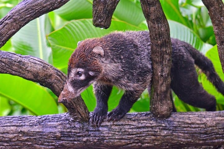 La Paz Waterfall Gardens Day Trip from San José: Rainforest Trails, Wildlife & Lunch photo 2