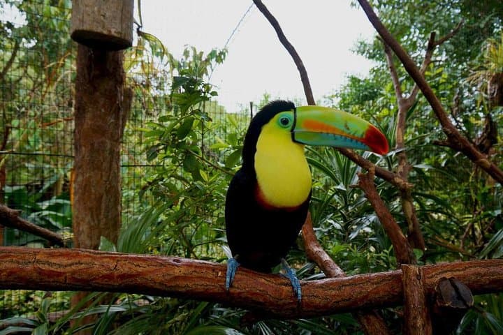 La Paz Waterfall Gardens Day Trip from San José: Rainforest Trails, Wildlife & Lunch photo 3