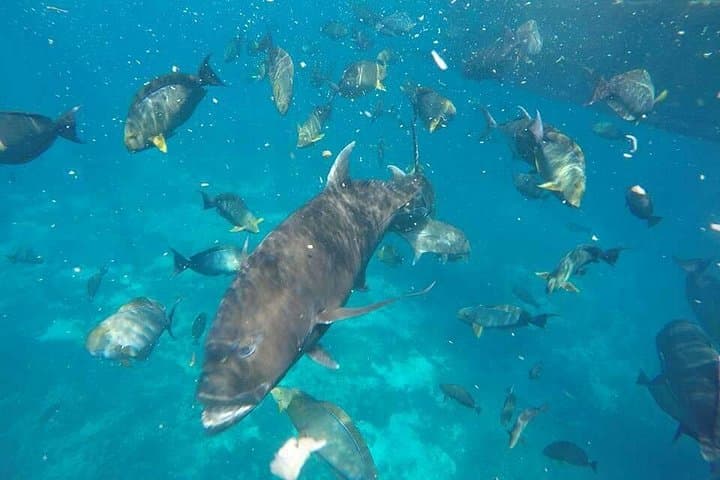 Full-Day West Nusa Penida Snorkel & Kelingking Beach Tour photo 4