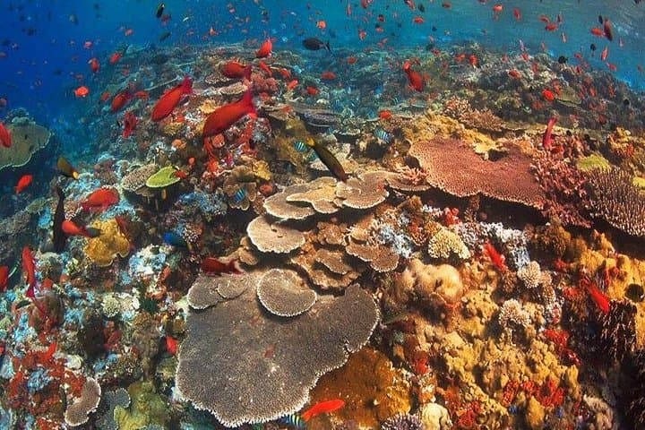 Full-Day West Nusa Penida Snorkel & Kelingking Beach Tour photo 5