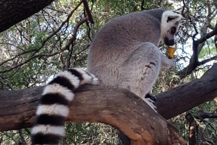 Elephant and Monkey Walk at Hartbeespoort: Private Sanctuary Experience from Johannesburg