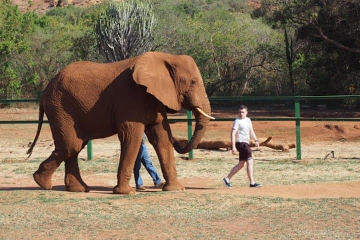 Elephant and Monkey Walk at Hartbeespoort: Private Sanctuary Experience from Johannesburg photo 3