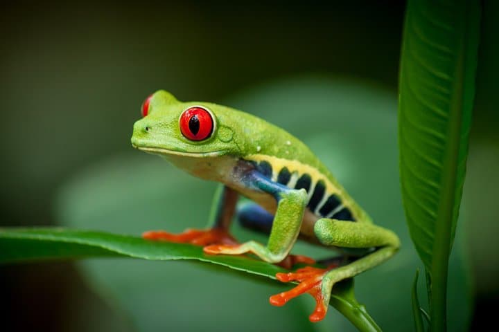 Natura Eco Park La Fortuna — Self-Guided Wildlife Walk and Butterfly Garden