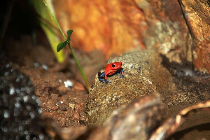 Natura Eco Park La Fortuna — Self-Guided Wildlife Walk and Butterfly Garden photo 6