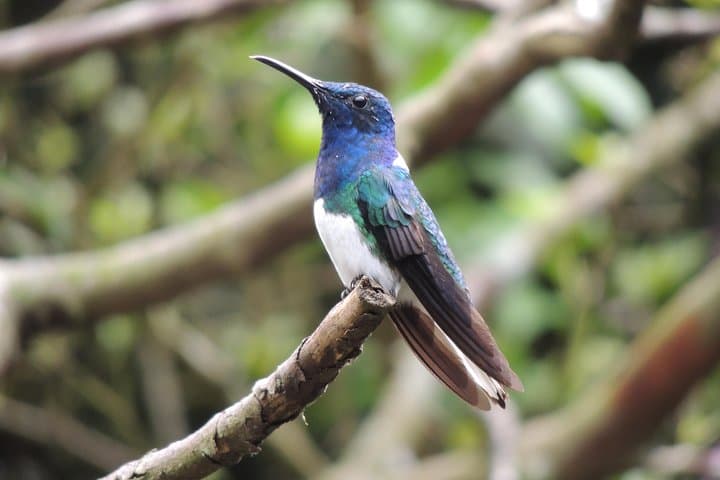 2-Day Mindo Cloud Forest Adventure: Waterfalls, Zip Lines & Birding photo 6