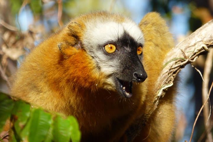 Tsingy and Kirindy Forest Expedition: Madagascar's Limestone Forests and Baobab Trails photo 2