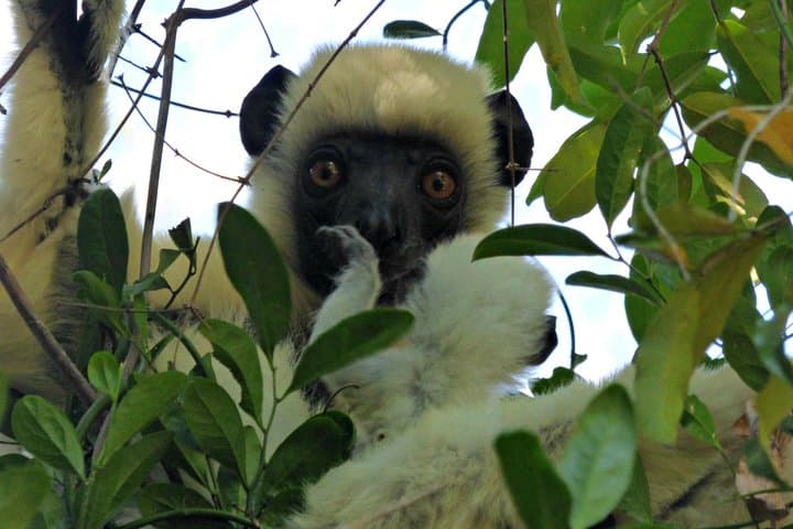 Tsingy and Kirindy Forest Expedition: Madagascar's Limestone Forests and Baobab Trails photo 3