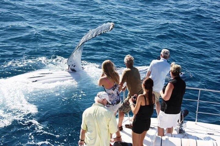 Sunset Whale-Watching Cruise in Broome: Half-Day Eco Catamaran Adventure