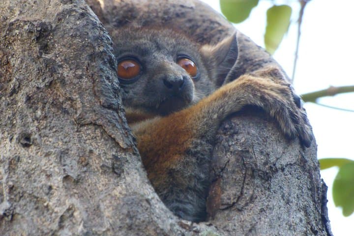 Tsingy and Kirindy Forest Expedition: Madagascar's Limestone Forests and Baobab Trails photo 4