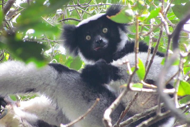 Andasibe to Sainte Marie: 6-Day East Madagascar Wildlife and Whale-Watching Tour