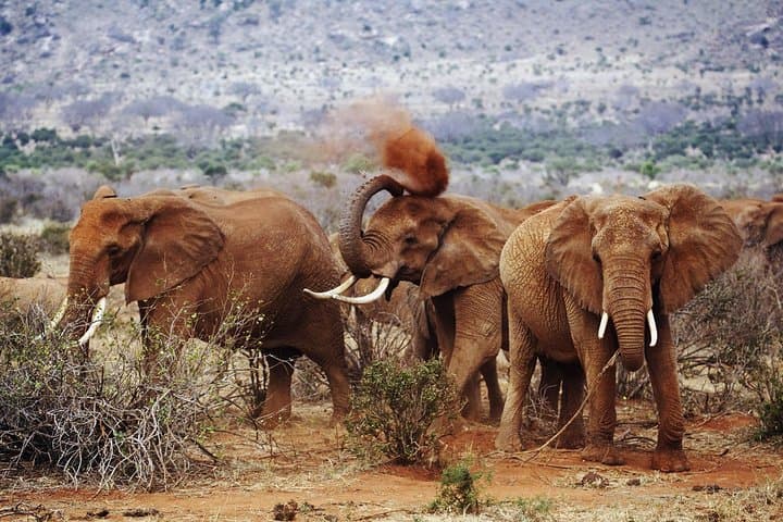13-Day Masai Mara & Serengeti Safari — Big Five, Migration & Ngorongoro Crater photo 3