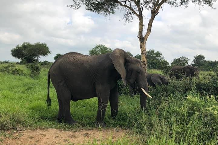 Tarangire & Lake Manyara Safari: 4-Day Northern Tanzania Game-Drive Itinerary photo 2