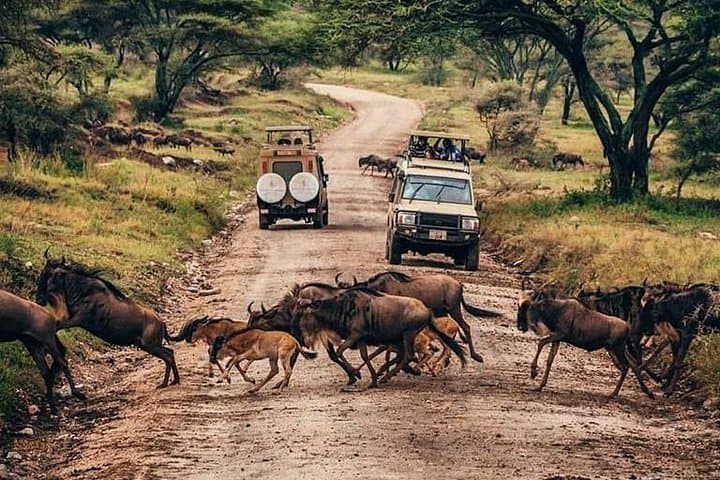 Tarangire & Lake Manyara Safari: 4-Day Northern Tanzania Game-Drive Itinerary photo 3